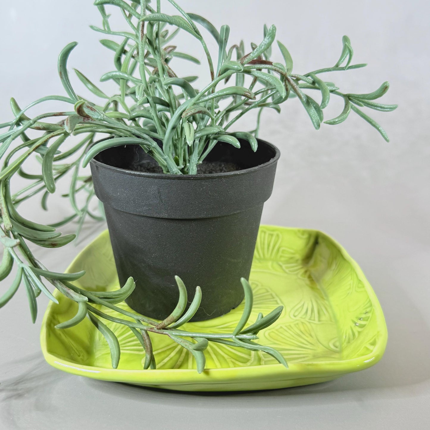 Bright Green Ginkgo Patterned Small Plate